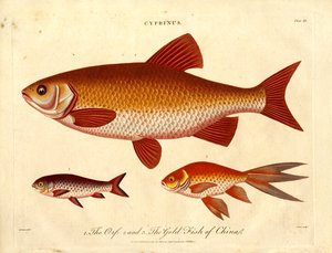 Cyprinus: Vissen van China