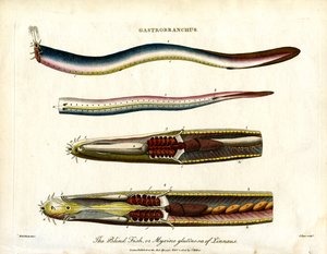 Gastrobranchus - De blinde vis of hagfish door John Pass