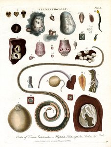 Helminthologie;Plaat II - Orde van Intestinale Wormen