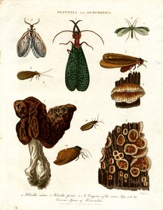 Helvella en Hemerobius door John Pass