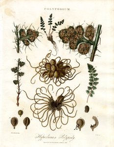 Hyperborean Polypody - Varens van het geslacht Polypodium door John Pass