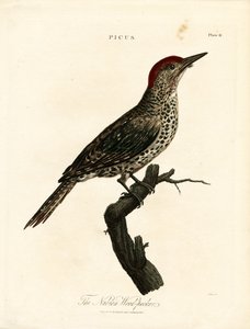 Nubian Woodpecker (Picus) door John Pass