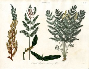 Osmunda door John Pass