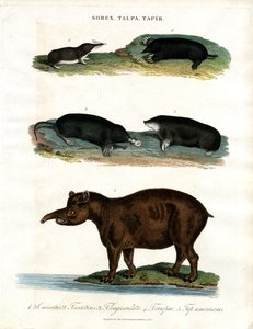 Sorex;Talpa;Tapir: Spitsmuizen;Mollen en Tapirs