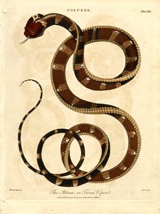 De Atropos of woeste adder