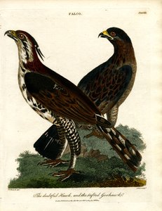 De Twijfelaar en de Staarthavik