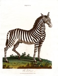 De zebra door John Pass