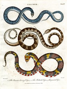 Drie verschillende soorten adders