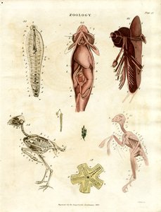 Zoölogische Anatomische Illustraties (Plaat XV) door John Pass