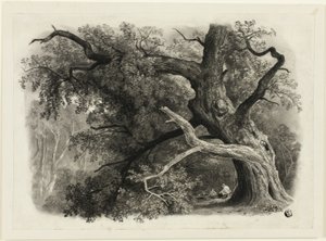 Oude Boom in de Billah - Sherwood Forest door John Rawson Walker