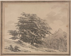 Afbeeldingen van het algemene karakter, vertakkingen en loof van bosbomen: Ceder, 1789 door John Robert Cozens