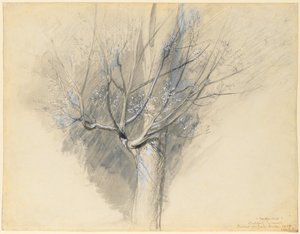 Ontluikende Esdoorn door John Ruskin