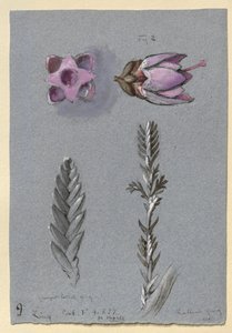 Vier Studies van Ling door John Ruskin