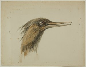 Zaagbek door John Ruskin