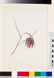 Slangenkruid, voor juni 1871 door John Ruskin