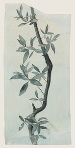 Studie van wilgenbladeren, c.1857 door John Ruskin