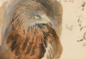 Het hoofd van een wouw, uit het leven, 30 augustus-1 september 1870 door John Ruskin