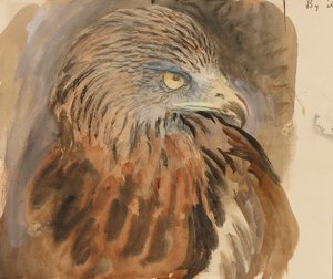 Het hoofd van een wouw, uit het leven, 30 augustus-1 september 1870 door John Ruskin