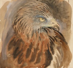 Het hoofd van een wouw, uit het leven, 30 augustus - 1 september 1870 door John Ruskin