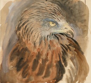 Het hoofd van een wouw, uit het leven door John Ruskin