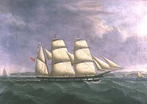 De Bark `Norfolk