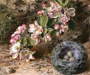 Bloesem en vogelnest
