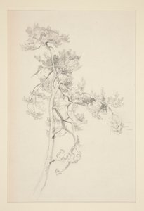 Boom en gebladerte door John Singer Sargent