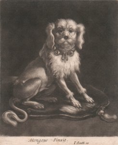 Een Kleine Hond met een Belkraag