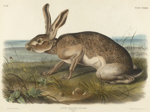 Texaanse Haas, 1848 door John T. Bowen