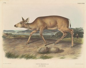 Zwartstaart Hert