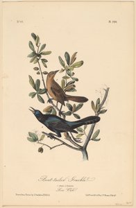 Bootstaart Grackle