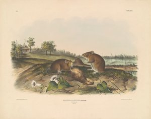 Katoenrat door John T. Bowen, after John James Audubon