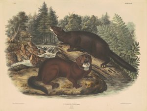 Nerts door John T. Bowen, after John James Audubon