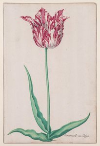 Studie van een Tulp (Gemarmerde van Jasper)