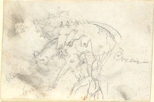 Paarden