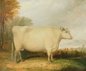 Portret van een prijskoe door John Vine