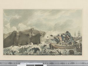 Zeehonden door John Webber
