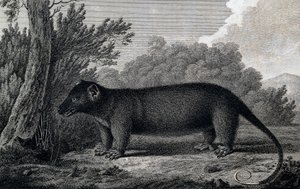 Opossum, gravure naar tekening door John Webber (1750-1793) gemaakt tijdens de derde reis van James Cook door John Webber