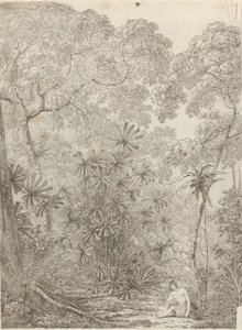 De waaierpalm van Krakatau door John Webber