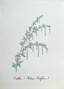 Katje (Felina Prolifica.), illustratie uit 
