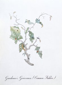 Tuinier