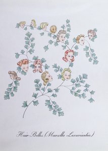Hair-Belles (Marcella Luxuriantia), illustratie uit 