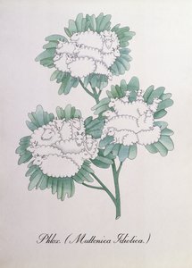 Phlox. (Muttonica Idiotica), illustratie uit 