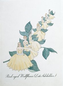 Roodogige Muurbloem (Late Subdebbia), illustratie uit 