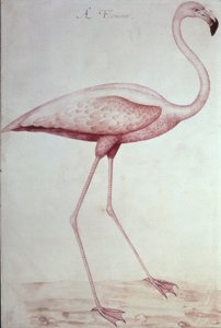Flamingo door John White
