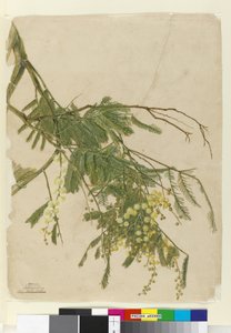Acacia, 1805