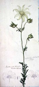 Flanelbloem, actinotus helianthe labill