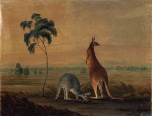 Kangoeroes in een landschap, c.1819 door John William Lewin
