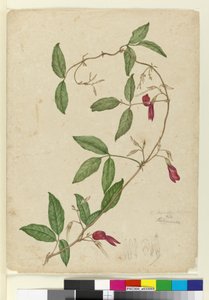 Kennedia rubicunda, c.1803-06