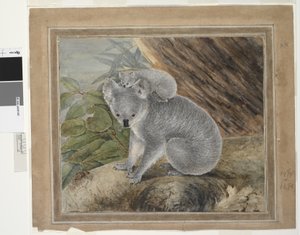 Koala en jong, 1803